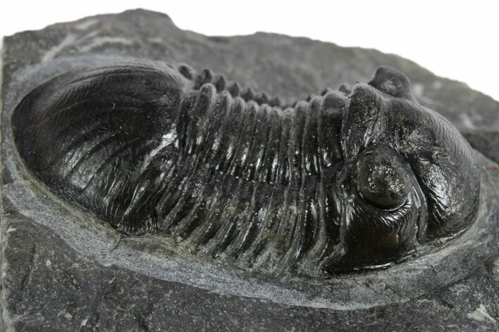 Paralejurus Trilobite Fossil - Ofaten, Morocco #347279
